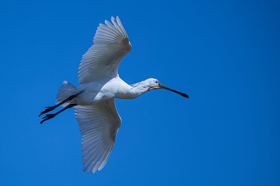 oiseaux_207