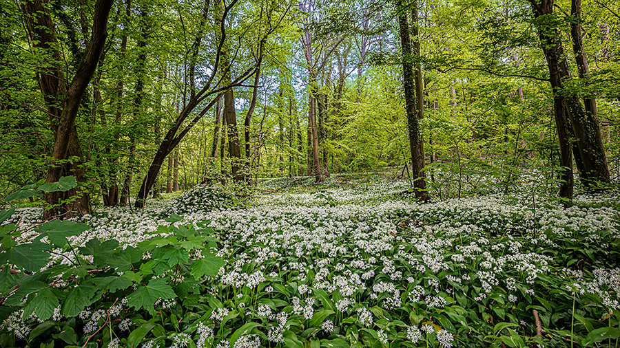 paysage_083